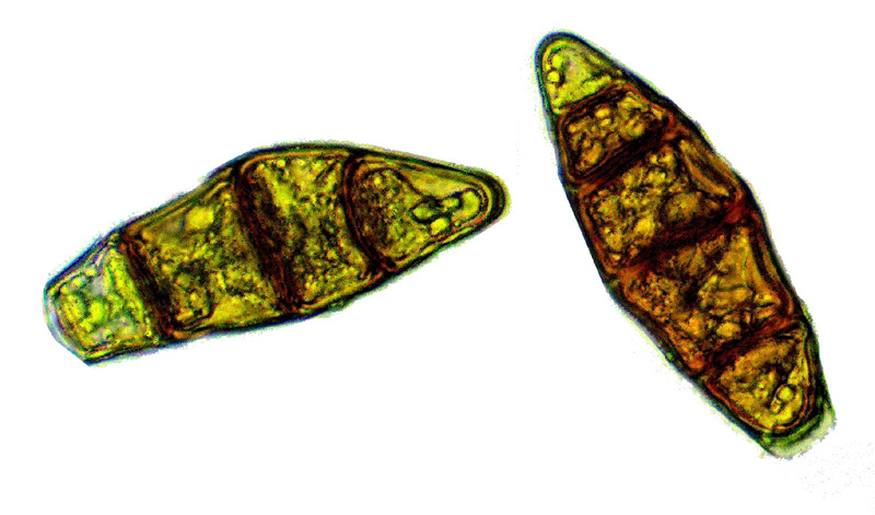 Zygodon rupestris